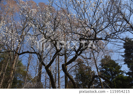 White plum tree White plum tree 115954215