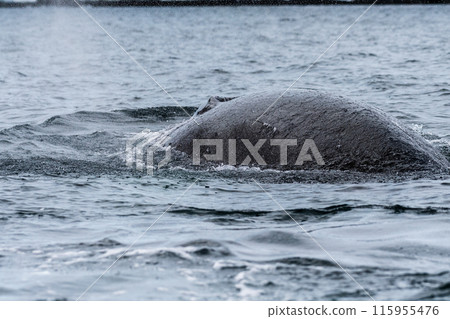 Close-up of the back and dorsal fin of a humpback whale Close-up of the back and dorsal fin of a humpback whale 115955476