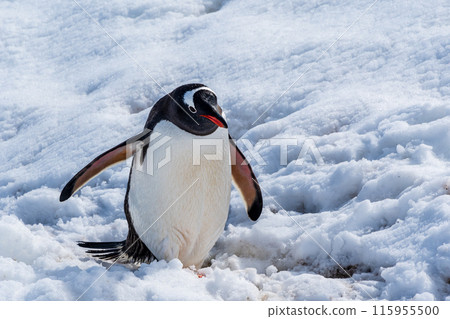Close-up of a Gentoo Penguin on Trinity Island. Close-up of a Gentoo Penguin on Trinity Island. 115955500