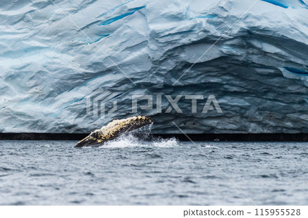 Lateral fin of a Humpback Whale 115955528