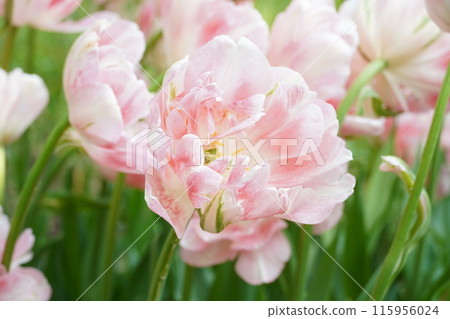 Pink and white tulips blooming in spring Pink and white tulips blooming in spring 115956024
