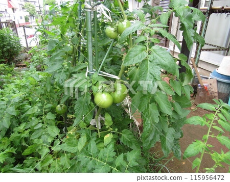 Summer tomatoes starting to turn color in the home garden Summer tomatoes starting to turn color in the home garden 115956472