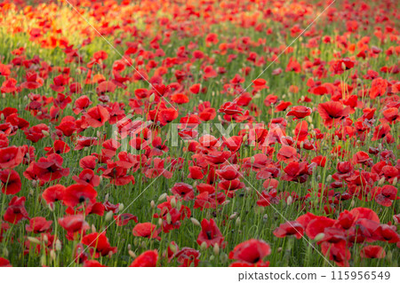 a lot of red poppies a lot of red poppies 115956549