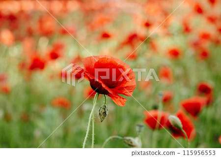 These field flowers Poppy flower are the symbol of veterans day These field flowers Poppy flower are the symbol of veterans day 115956553