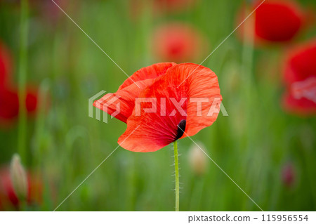 These field flowers Poppy flower are the symbol of veterans day These field flowers Poppy flower are the symbol of veterans day 115956554