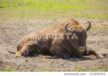 European bison (Bison bonasus) European bison (Bison bonasus) 115956563