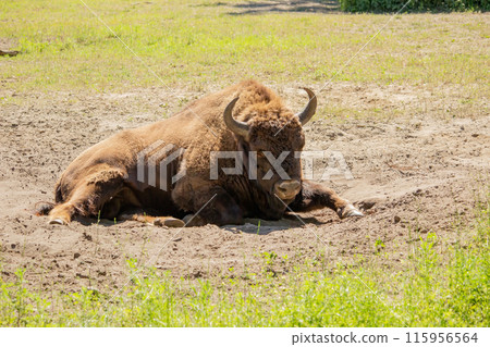 European bison (Bison bonasus) European bison (Bison bonasus) 115956564