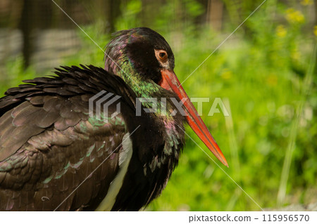 Detail close-up portrait of bird. Bird Black Stork 115956570