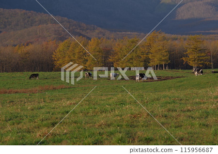 Livestock farm in Shimizu Town, Tokachi Plain, at the foot of the Hidaka Mountains 4 115956687