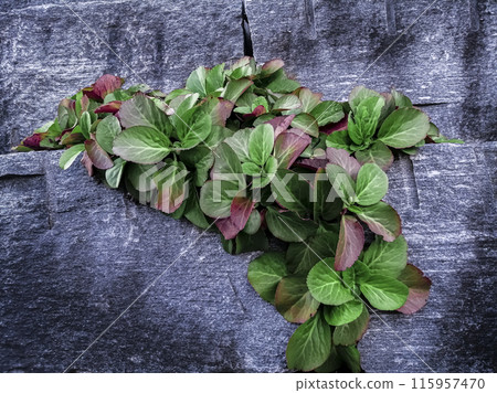 A beautiful plant growing on a rock 115957470