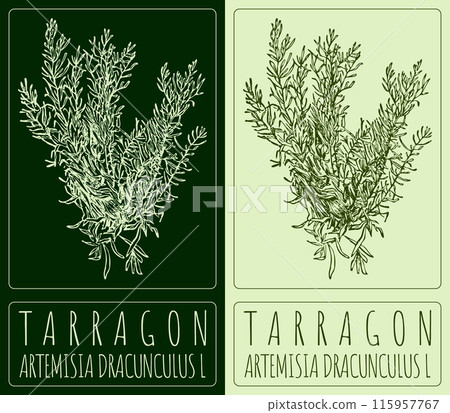 Vector drawing TARRAGON. Hand drawn illustration. The Latin name is ARTEMISIA DRACUNCULUS L Vector drawing TARRAGON. Hand drawn illustration. The Latin name is ARTEMISIA DRACUNCULUS L 115957767