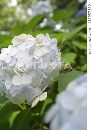 白色繡球花 115957850