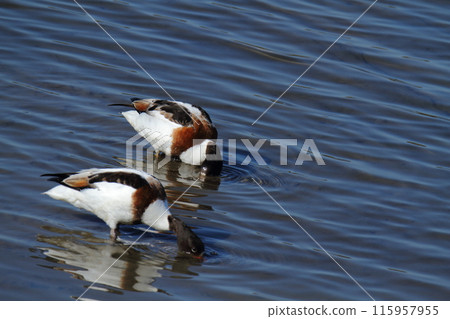 Arao City Seabirds: Common shelduck, 115957955