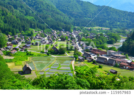 Early summer in Shirakawa-go, Ogimachi district Early summer in Shirakawa-go, Ogimachi district 115957983