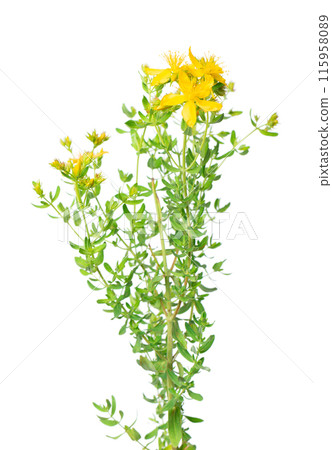 St. John's wort flowers isolated on white background. Hypericum flowers close up. Herbal medicine. Clipping path. 115958089