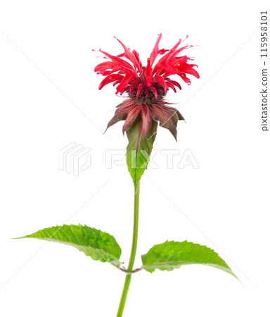 Monarda flower isolated on a white background. Bergamot flower. Oswego tea, scarlet beebalm. 115958101
