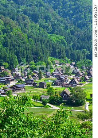 Early summer in Shirakawa-go, Ogimachi district 115958157