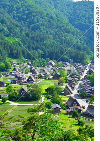 Early summer in Shirakawa-go, Ogimachi district Early summer in Shirakawa-go, Ogimachi district 115958207