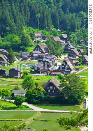 Early summer in Shirakawa-go, Ogimachi district Early summer in Shirakawa-go, Ogimachi district 115958208