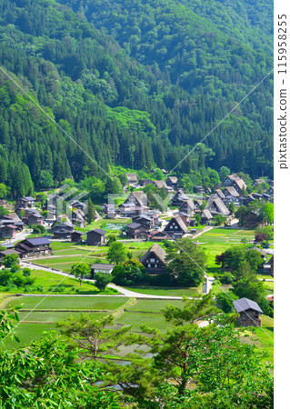 初夏,白川鄉荻町地區 初夏,白川鄉荻町地區 115958255