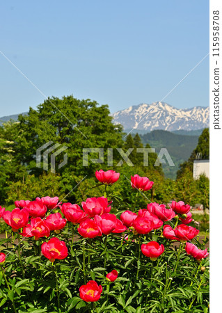 Red peony flowers and the Tateyama mountain range 115958708