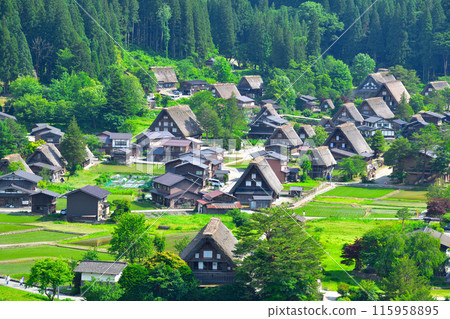 Early summer in Shirakawa-go, Ogimachi district Early summer in Shirakawa-go, Ogimachi district 115958895