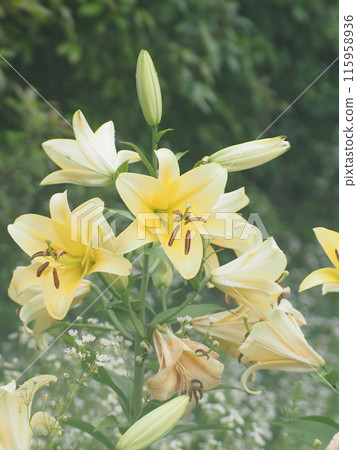 Yellow lilies (cream yellow Concador) blooming during the rainy season 115958936