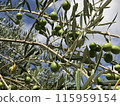 Olive 115959154