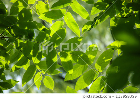 Shiny fresh green 115959359