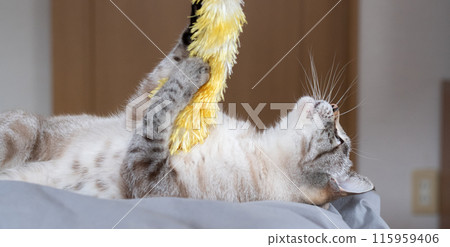 Cat playing with toys Cat playing with toys 115959406