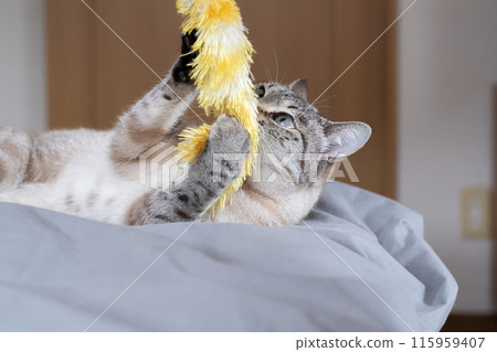 Cat playing with toys Cat playing with toys 115959407