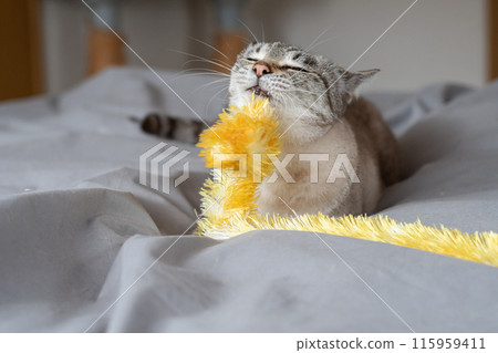 Cat playing with toys Cat playing with toys 115959411