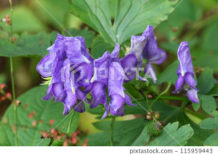 Yamatri甲蟲，紫色的花朵，野花，特寫 115959443