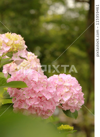 Pink cute hydrangea Pink cute hydrangea 115959461