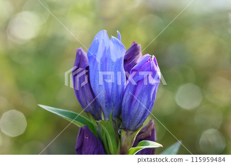 龍膽藍紫色花朵特寫 115959484