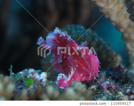 Hadaka Haokoze Hadaka Haokoze 115959517