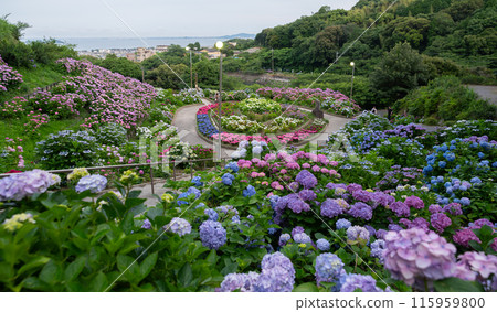 Beautiful hydrangea Beautiful hydrangea 115959800