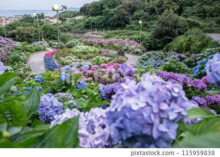 Beautiful hydrangea 115959838