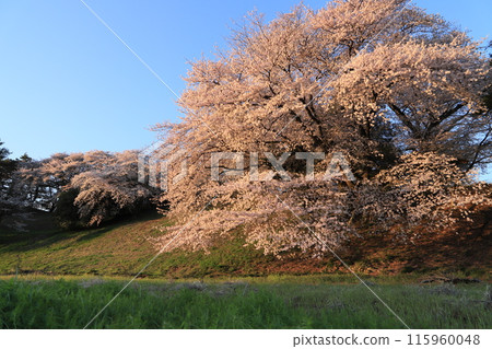櫻花七越山古墳 櫻花七越山古墳 115960048