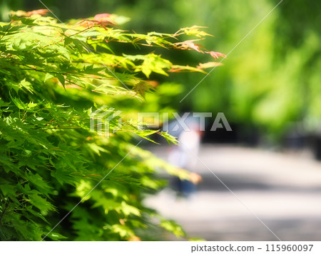 夏季藍楓與明亮的陽光 夏季藍楓與明亮的陽光 115960097