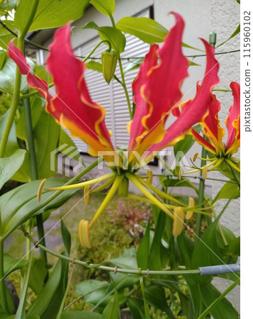 Blooming Gloriosa, a tropical red flower 115960102