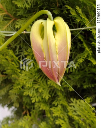 盛開的嘉蘭菊，熱帶紅花 115960133