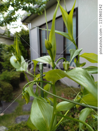 盛開的嘉蘭菊，熱帶紅花 115960142