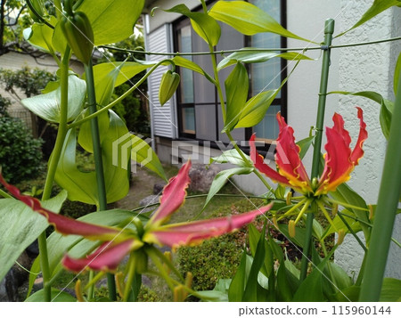 盛開的嘉蘭菊，熱帶紅花 115960144