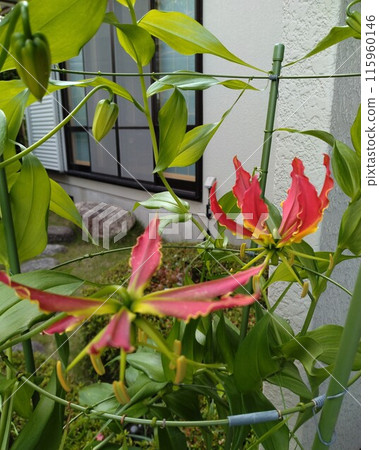 盛開的嘉蘭菊,熱帶紅花 盛開的嘉蘭菊,熱帶紅花 115960146