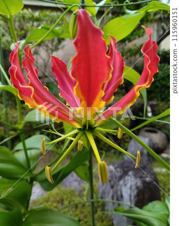 Blooming Gloriosa, a tropical red flower Blooming Gloriosa, a tropical red flower 115960151