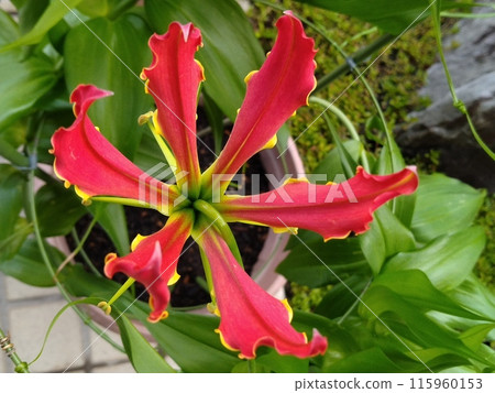 盛開的嘉蘭菊，熱帶紅花 115960153