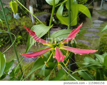 Blooming Gloriosa, a tropical red flower 115960158