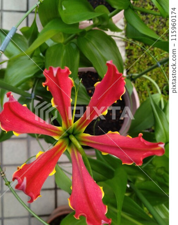 盛開的嘉蘭菊，熱帶紅花 115960174