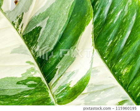 Epipremnum Pinnatum Variegate Leave on the white background 115960195